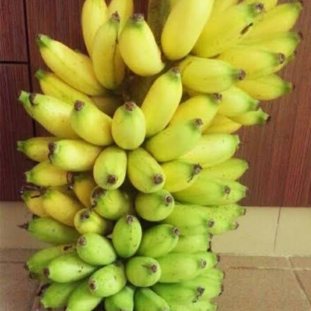 

Pisang