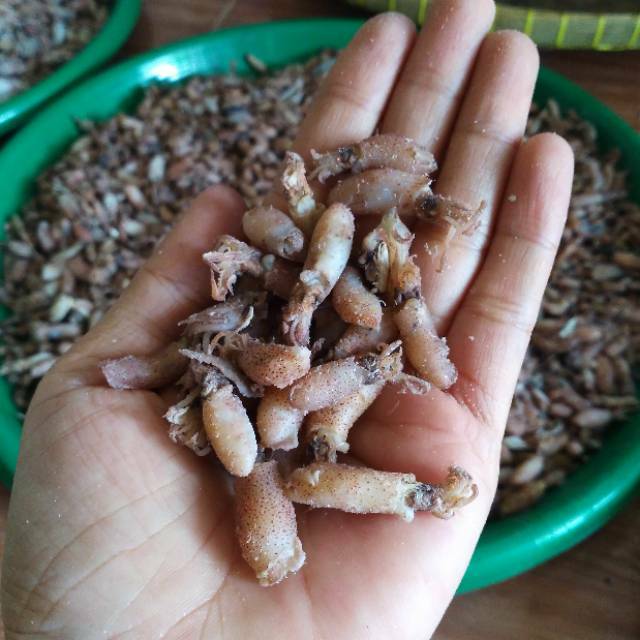 

Cumi baby 0,5-2 cm