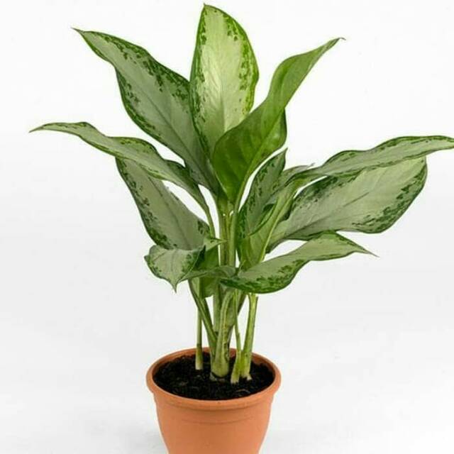 Aglonema silverquen sri rejeki, difenbacia, belanceng