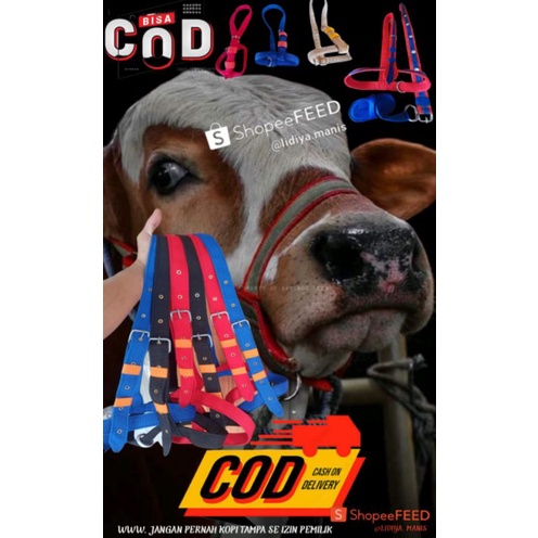 HEAHT HALTER / BRANGUS, BRANGOS & KALUNG SAPI KERBAU + LONCENG SUPER DAN DUPER