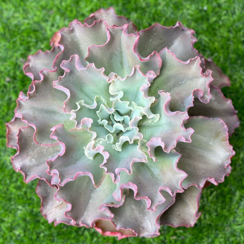 Sukulen Echeveria Chantily Curly Waves Maona Loa