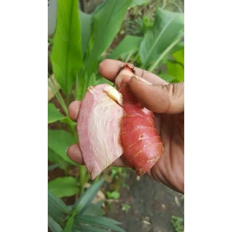 

laos merah basah/ laja basah merah/laos