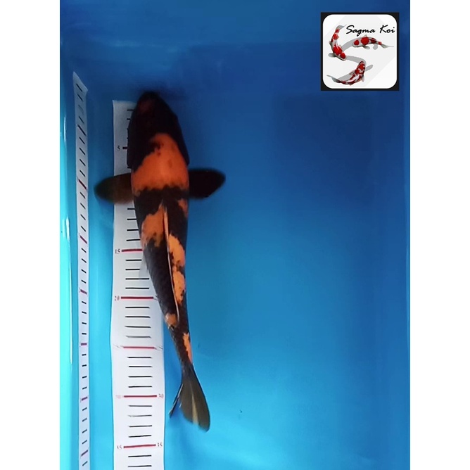 Koi Hi Utsuri Lokal Blitar 33 CM