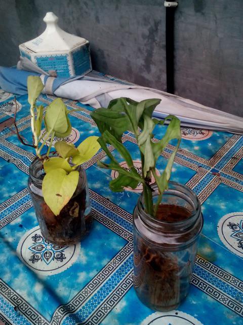 Tanaman Hias Rambat Gantung Sirih Gading Love Lemon