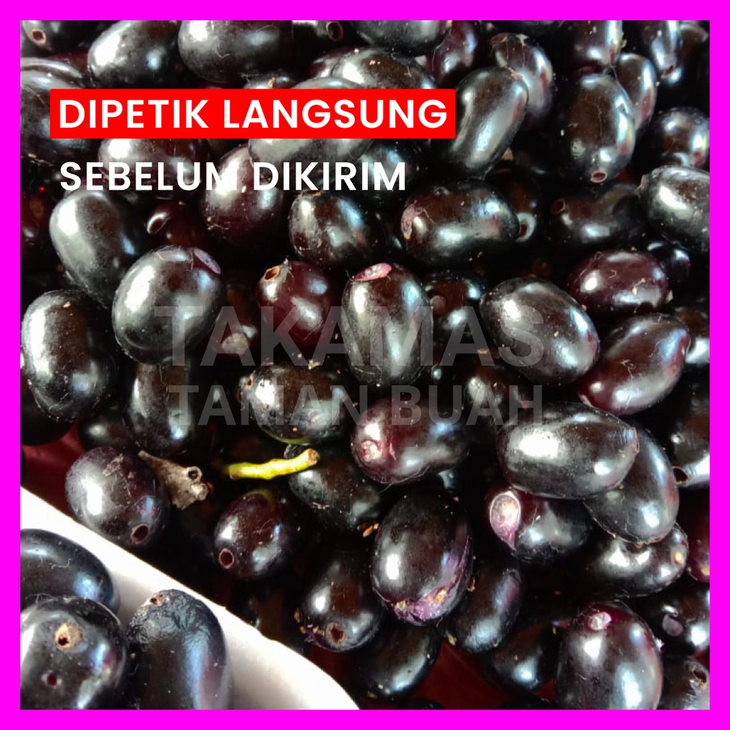 

Buah Juwet Hitam Jamblang Hitam Duwet Hitam 500 Gram