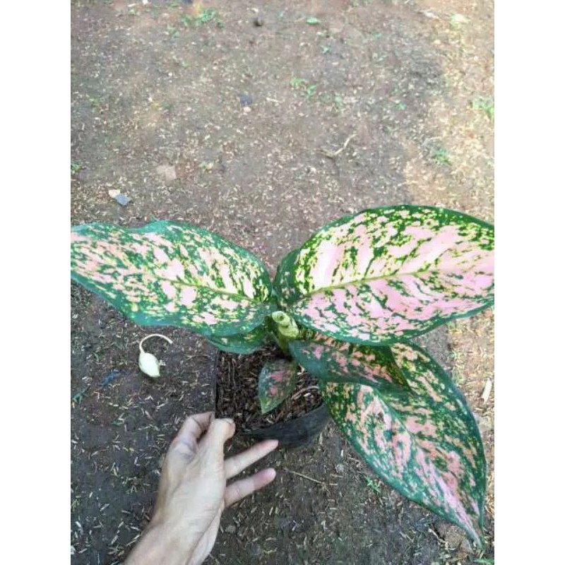 RUBY KIRANA ( Tanaman hias aglaonema / aglonema Chiangmay ruby )