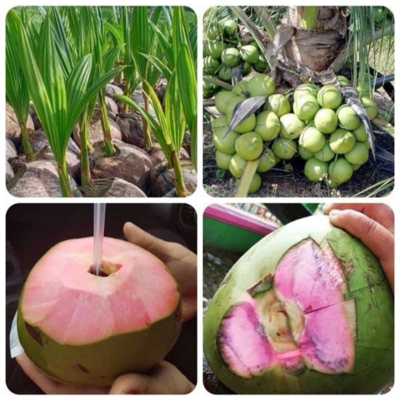bibit kelapa wulung super 100% original (hibrida)