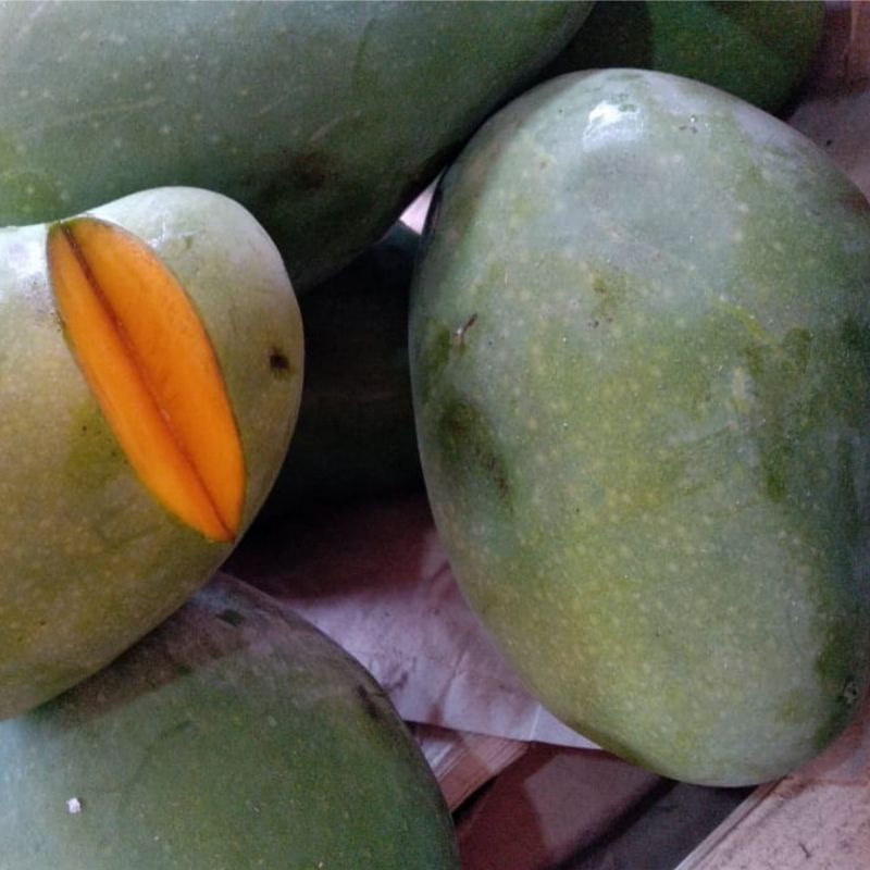 

Mangga Harumanis 1kg Buah Murah Cikarang Buah Segar Bekasi