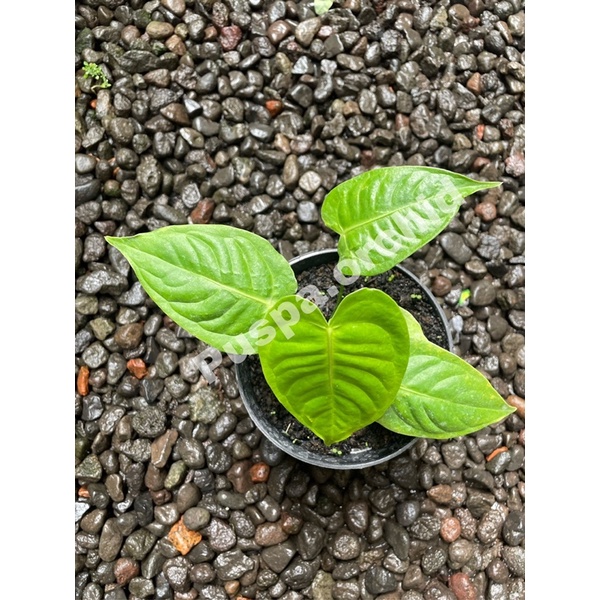 Anthurium veitchii/veichii Original