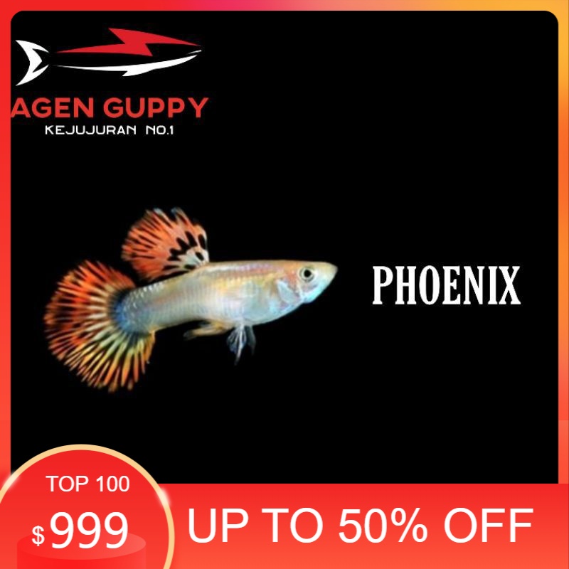 

Packing Styrofoam Guppy Phoenix Rose Tail
