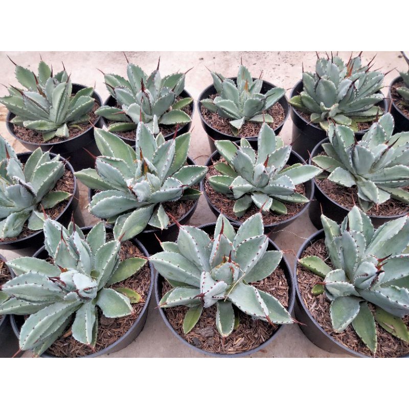 

agave kubik