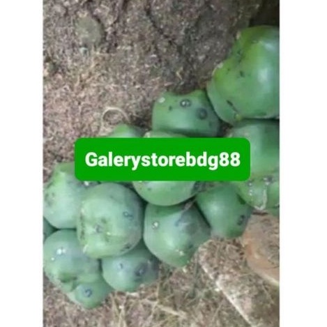 

Buah aren segar utuh 500 gram / buah pohon aren-az