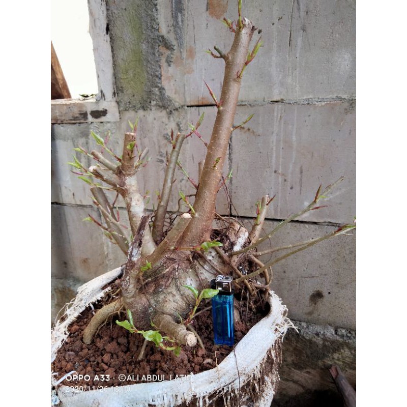 bahan bonsai bunut