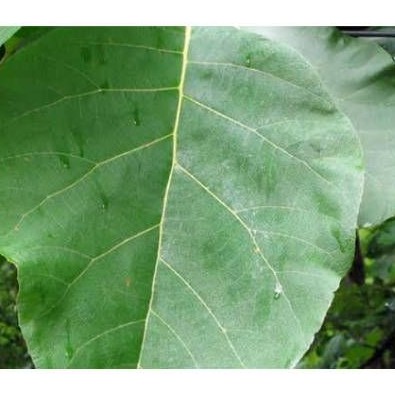 

Daun Jati Segar per Lembar / Pembungkus Daun Jati / Kemasan Daun Jati