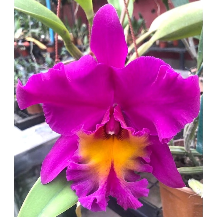 Anggrek Cattleya King Of Taiwan Knop