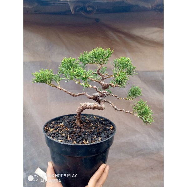 cemara blue sinensis