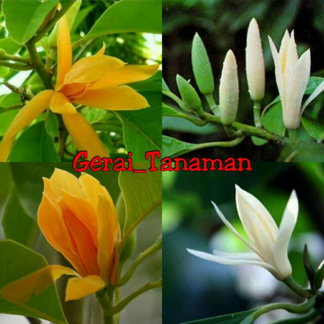 Paket 2 Batang Bibit Bunga Kantil