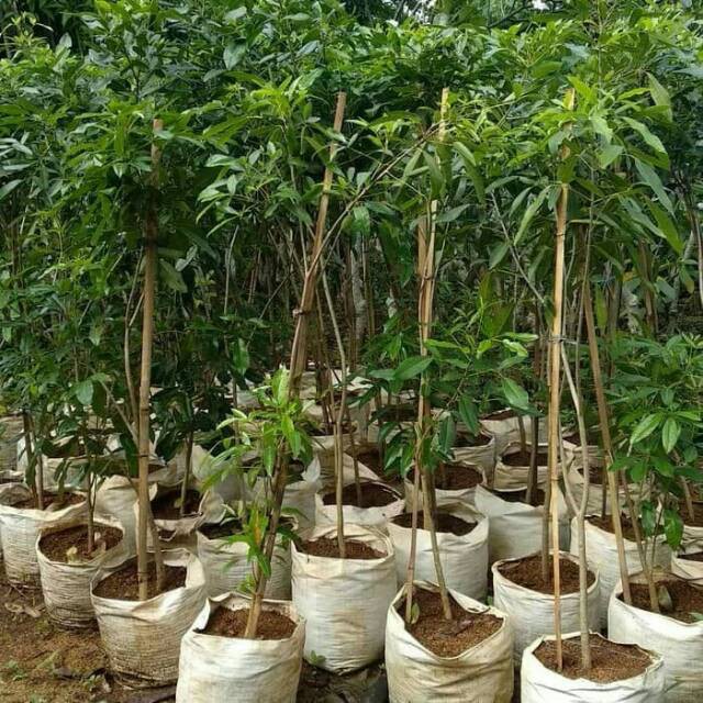 

Pohon pelindung tabebuya sakura indonesia tinggi 2 meter ungu kuning pink