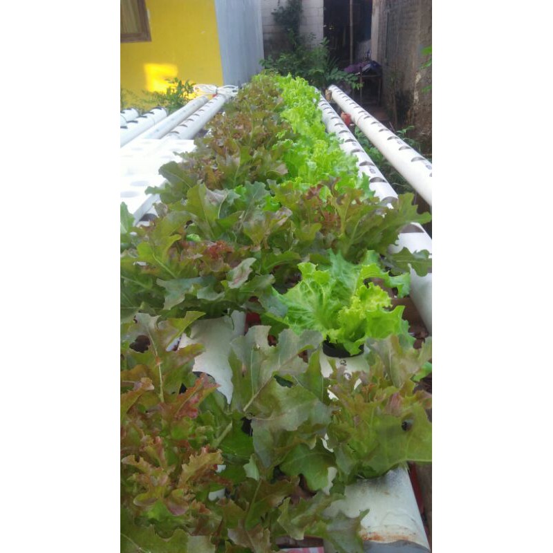 

SELADA KERITING hidroponik Fresh berat ±150-200gram (Langsung dari kebun sendiri)