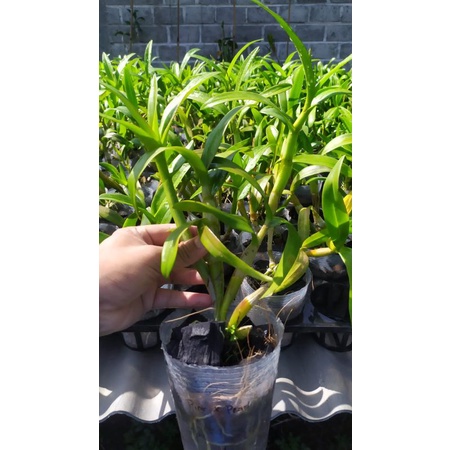 anggrek dendro siap bunga