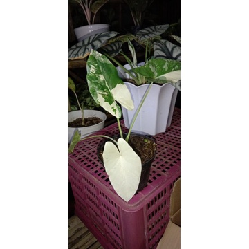 Sente Varigata/Keladi Varigata