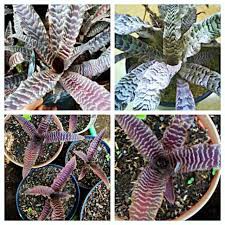 bromelia tokek - tanaman hias hidup