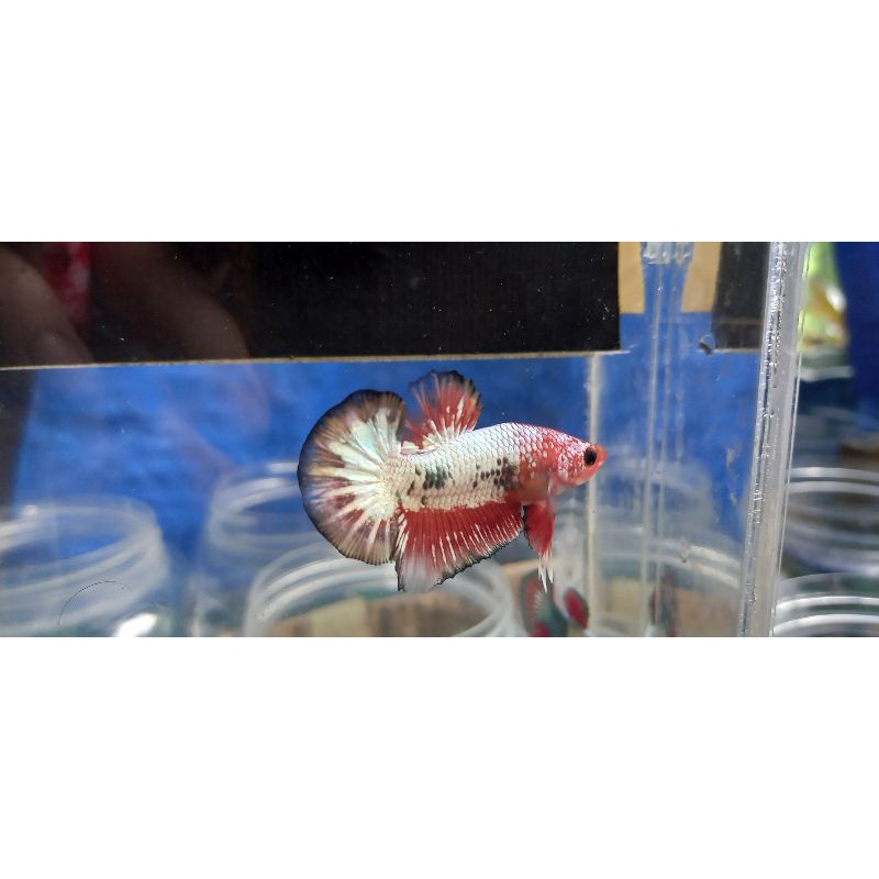 betta