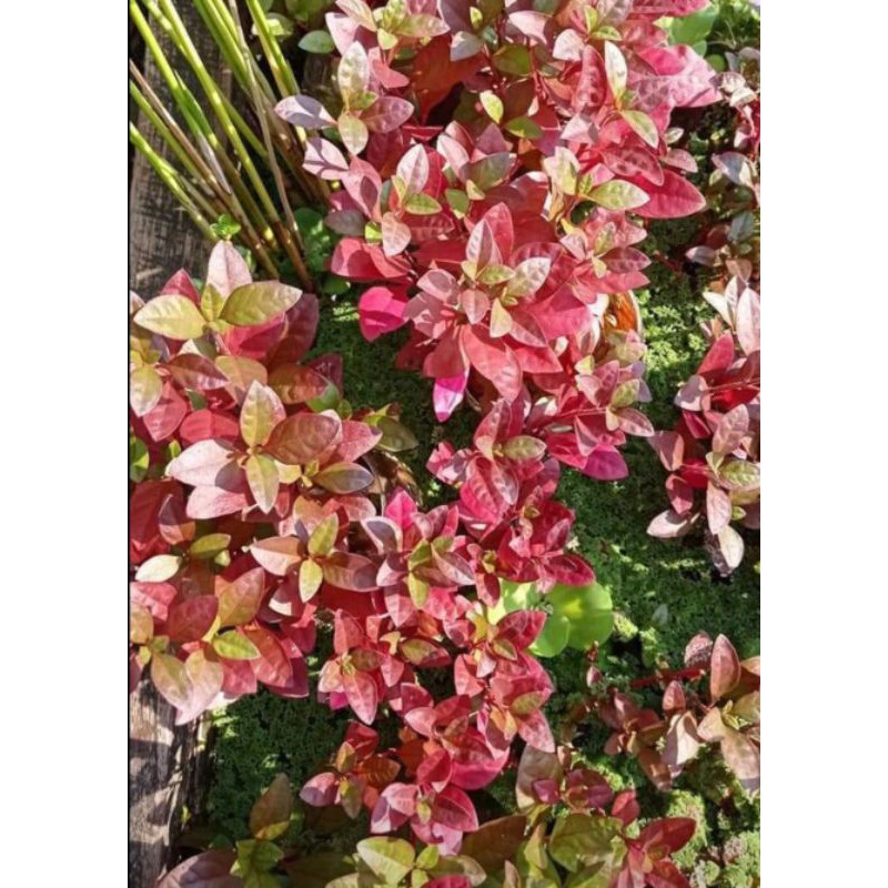 Ludwigia red malang tanaman aquascape hiasan aquarium