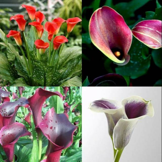 Tanaman hias bibit bunga Calla Lily mix