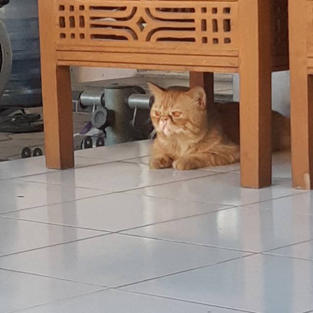 syakirafadhillarahma