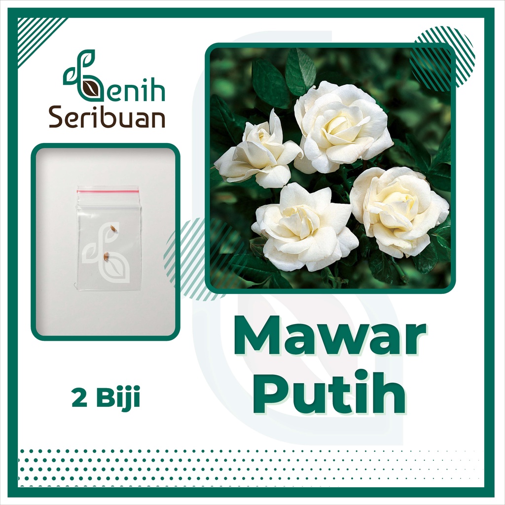 BS-BYL Bibit Bunga Benih Tanaman Bunga Hias Matahari Mawar Aster Vinca Krisan Telang Sunflower Krokot Lavender Marigold Zinnia-MAWAR PUTIH