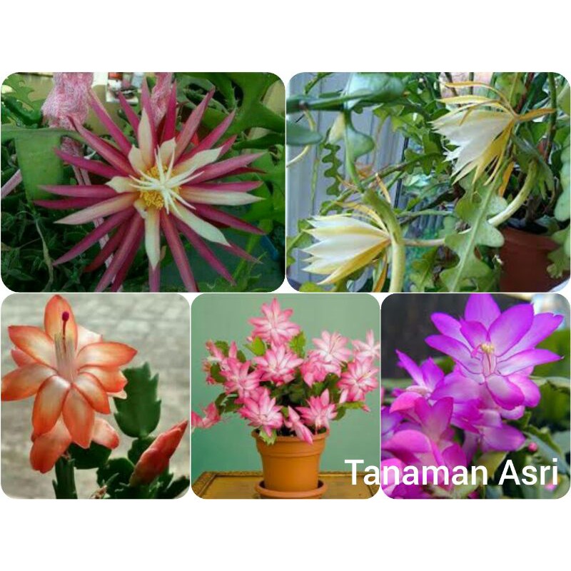 Paket 5 Tanaman Hias Wijaya Kusuma - Tanaman Hias Hidup - Bunga hidup - Bunga hias