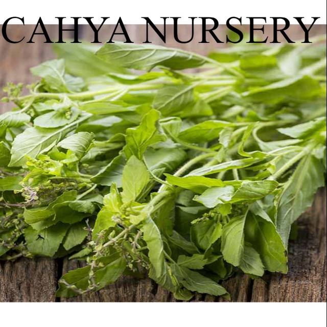 

Promo Daun kemangi segar organik netto 100gram daun harum wangi surawung