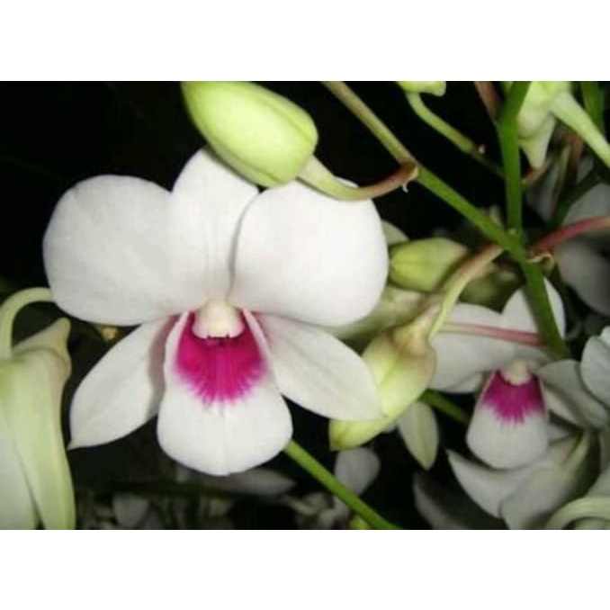 Anggrek dendrobium dewasa cloning jumbo dewasa