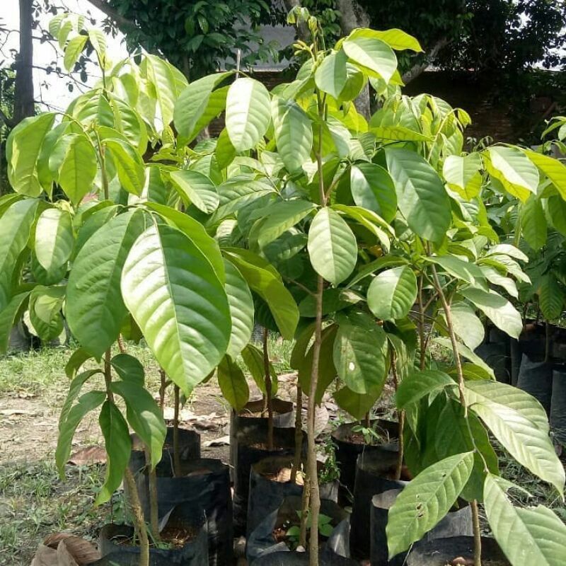 Bibit buah duku palembang/tanpa biji