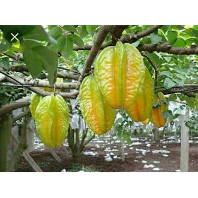 Bibit Belimbing Madu