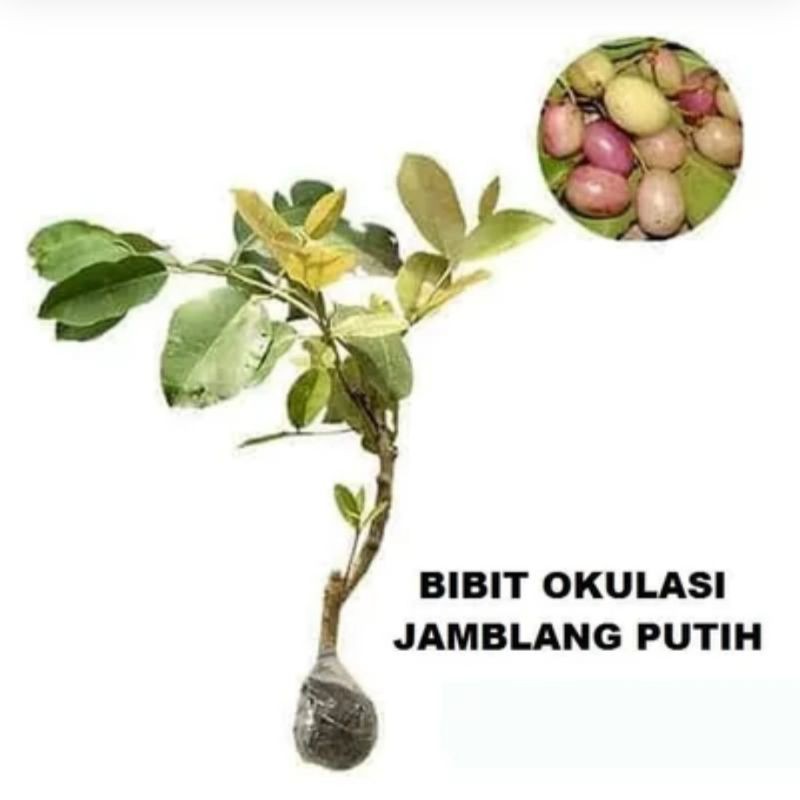 bibit juwet putih