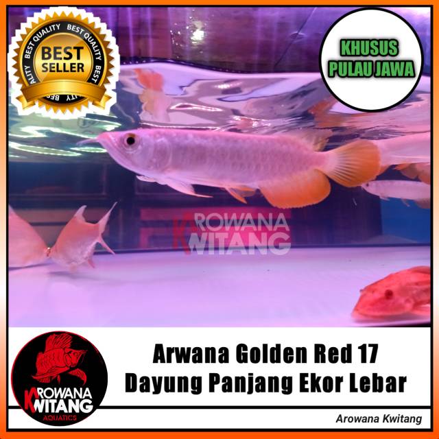 Ikan Arwana / Ikan Arwana Golden Red / Arowana Golden Red  size 17Cm