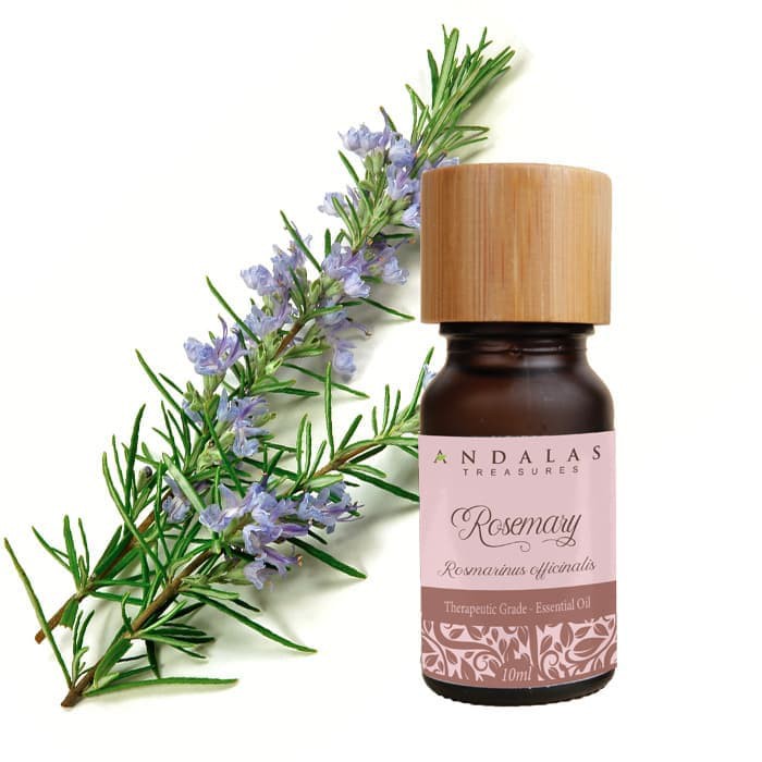 Jual Rosemary Essential Oil 5ml 100% Murni Therapeutic Grade | Shopee ...