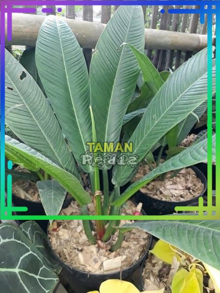 Tanaman Hias Philodendron Linet - Tanaman Hias Koleksi