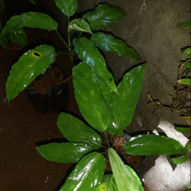 Tanaman hias aglonema simplex spesies