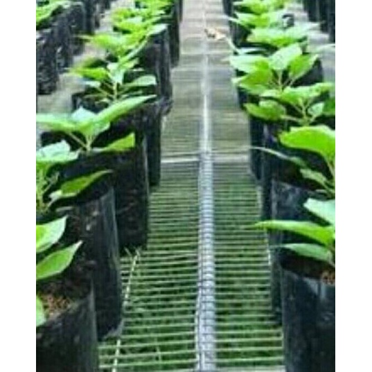 ۞ pohon cabe rawit merah bibit pohon cabe ✽