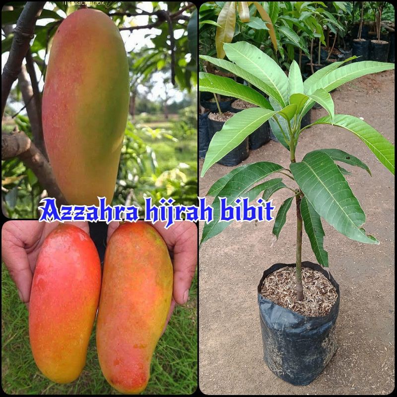 benih bibit tanaman buah mangga mahachanok