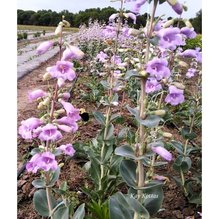 Benih Bibit Biji - Bunga Large Flowered Penstemon Beardtongue (Penstemon grandiflorus) Flower Seeds - IMPORT