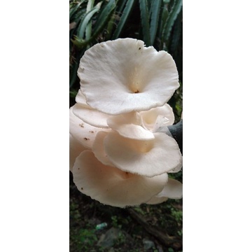 

Jamur Tiram 500 gram