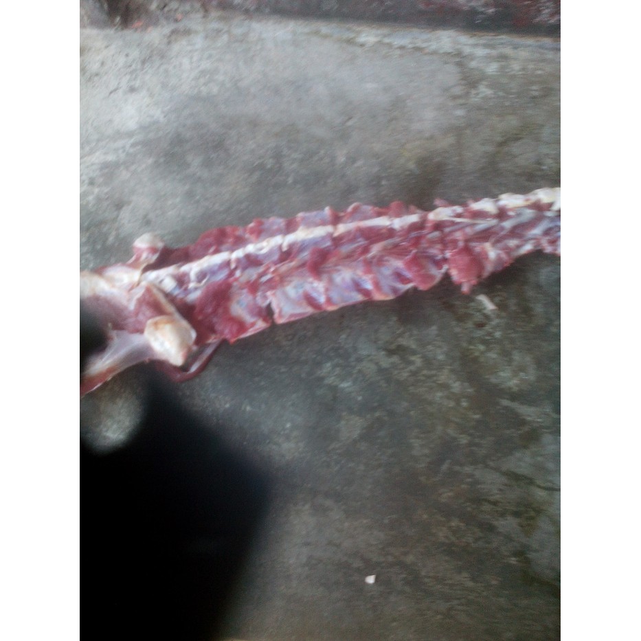 

Tulang Punggung 1 Kg