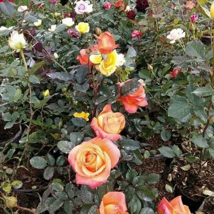 Fantastis 10 Macam  Macam  Warna  Bunga Mawar  Yang Ada Di 