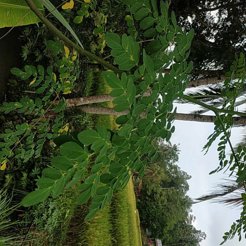 

Daun Kelor Segar 100Gram