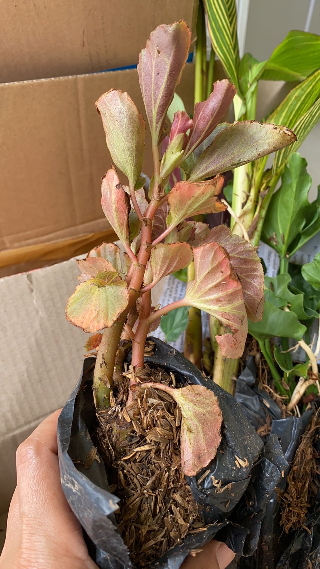 Tanaman Hias Begonia Tanaman Bunga Begonia