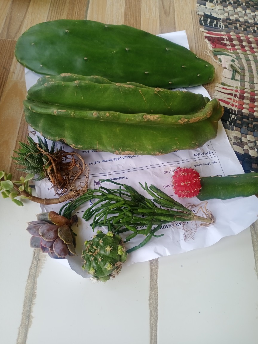 Grafting Warna Import